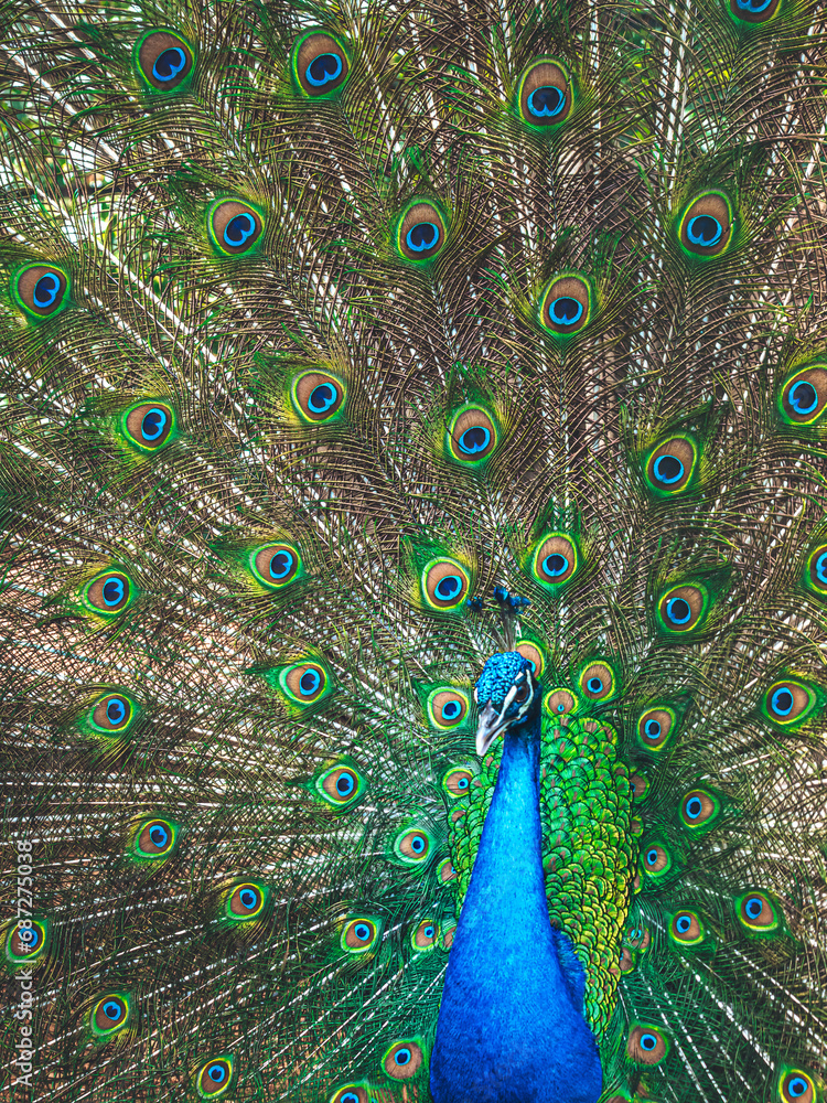 Obraz premium A majestic peacock displays its vibrant feathers, exuding a fierce and untamed energy amidst the serene backdrop of nature