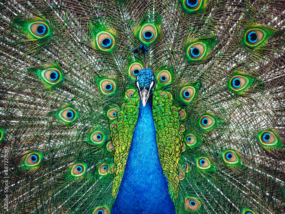 Obraz premium A majestic peacock proudly displays its vibrant plumage, captivating onlookers with its wild and graceful beauty as it embodies the essence of nature's splendor