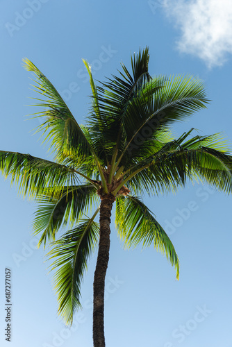 Tropical Island Vacation with Palm Trees and Blue Skies