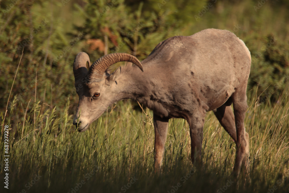 Fototapeta premium Young Big Horned Sheep