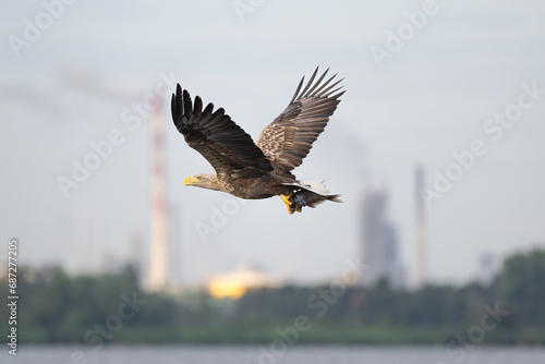 White-tailed eagle caught a fish in the waters of the Szczecin Lagoon. Polska.