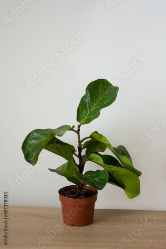 ficus bambino in a pot on a white background