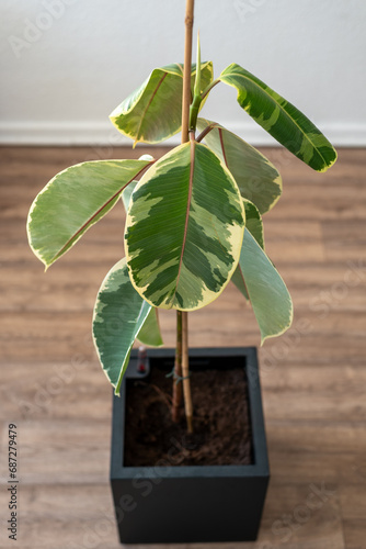 Unwell Ficus elastica ‘Tineke’ on a Brown Floor in a Black Pot. Drooping Leaves. Close-up. Top View.