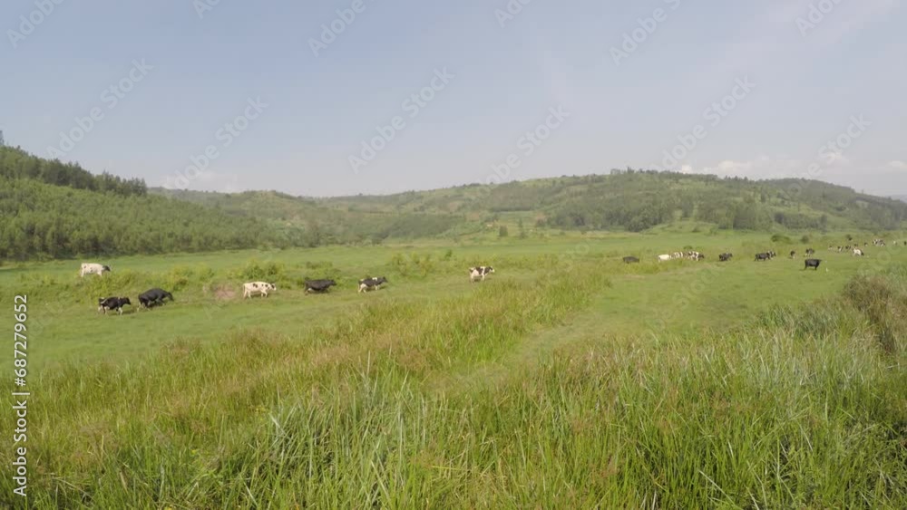 Aerial of cows in grassy field in remote countryside in Rwanda Africa Aerial of cows in grassy field in remote countryside in Rwanda Africa