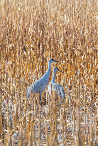 Two Sandhill Cranes stand together in a clearing if a large cornfield during the winter migration.