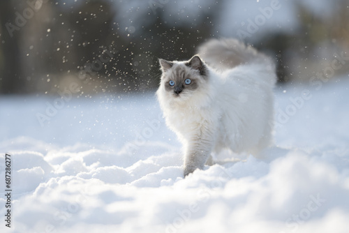 Ragdoll Katze im Schnee photo