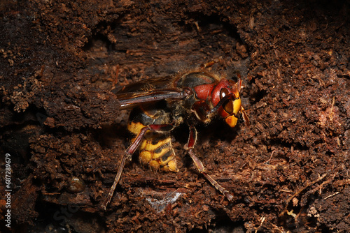 Fotografie European Hornet Queen hidden in a log in autumn in Ohio