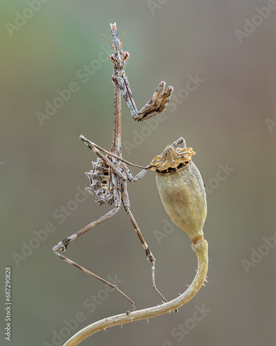 Empusa pennata photo