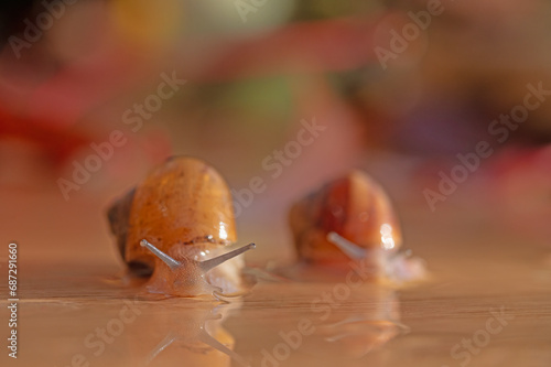 Snails lined up on a wooden table. Blurred background.