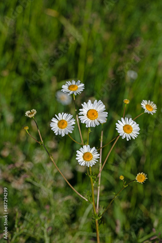 White daisy flowers in spring.