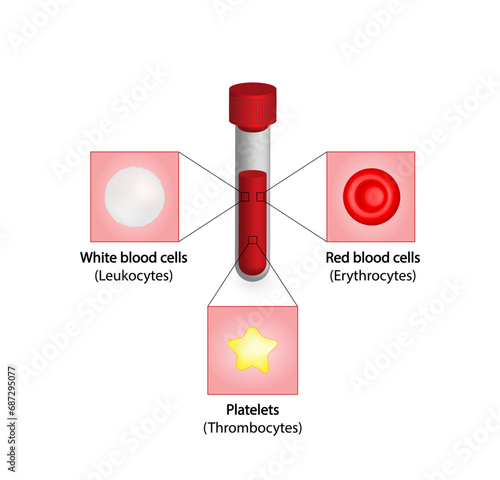 Blood Composition. Red Blood cells, erythrocytes, platelets, thrombocytes, and White blood cells, leukocytes. Vector illustration.