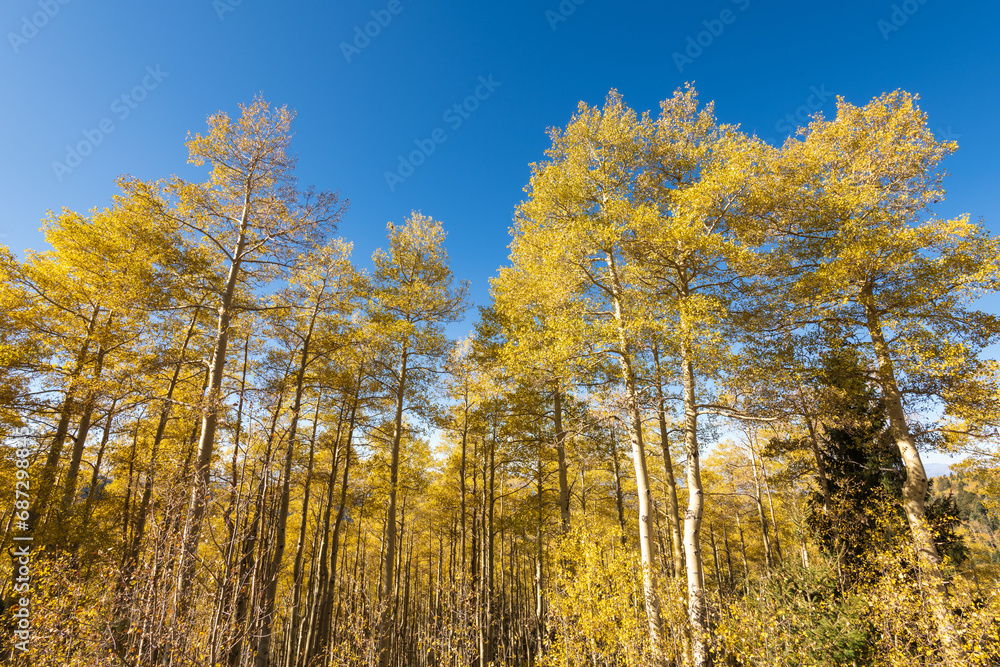 Fototapeta premium Landscape shot looking up towards the tops of a thicket of aspen trees in autumn, with golden yellow leaves, white tree trunks, and blue sky.