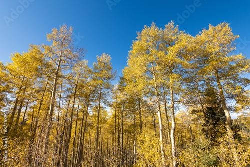 Landscape shot looking up towards the tops of a thicket of aspen trees in autumn, with golden yellow leaves, white tree trunks, and blue sky.
