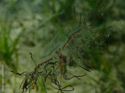 Clinging jellyfish or angled hydromedusa (Gonionemus vertens) undersea, Aegean Sea, Greece, Halkidiki photo