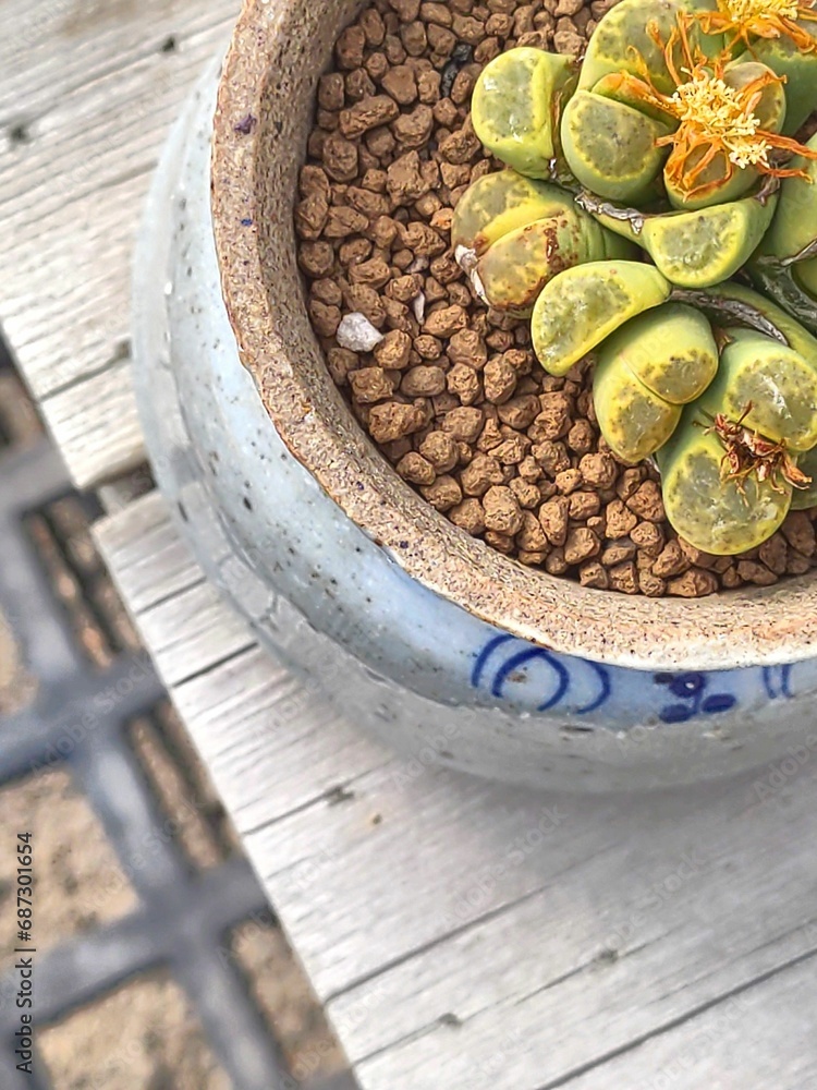 Ithops planted in Akadama using porcelain pots as containers