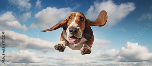 A basset hound s ears in flight Copy space image Place for adding text or design photo