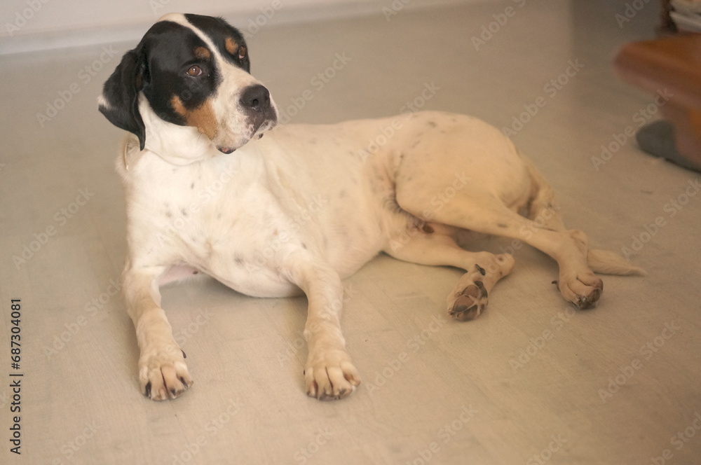 a dog sitting down a dog sitting down