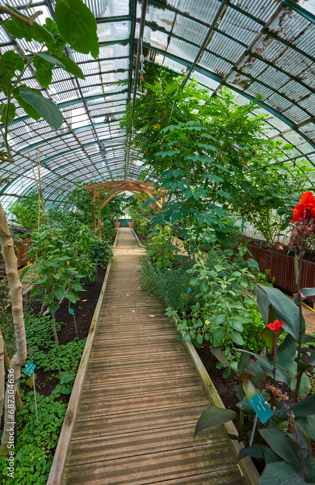 Plants and flowers in the greenhouses of Auteuil botanical garden