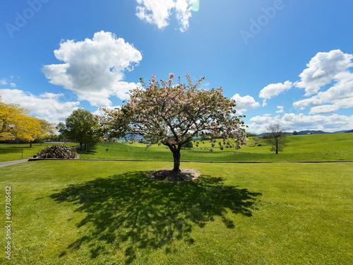 Cherry trees in the spring, with a beautiful blue sky, and a green lawn, with a view of the mountains