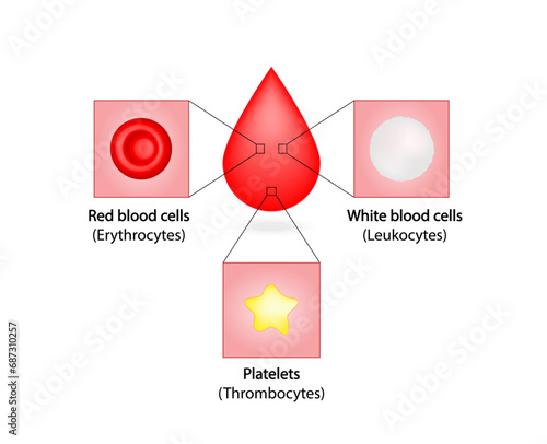 Blood Composition. Red Blood cells, erythrocytes, platelets, thrombocytes, and White blood cells, leukocytes. Vector illustration.
