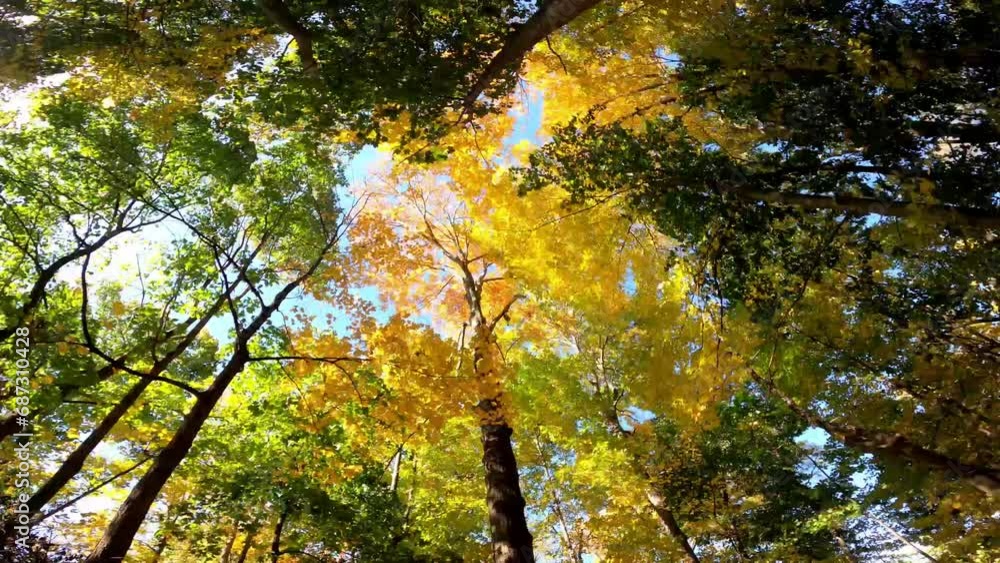 Trees 001 Timelapse Autumn Fall Looking Up West Sand Lake New York Trees 001 Timelapse Autumn Fall Looking Up West Sand Lake New York