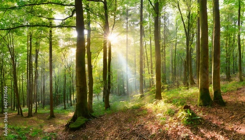 panoramic view of a forest with sunlight shining through the trees