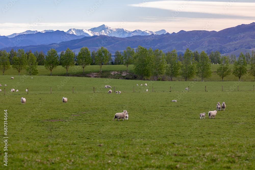 Farm with sheep, Cheviot, Canterbury, New Zealand Farm with sheep, Cheviot, Canterbury, New Zealand
