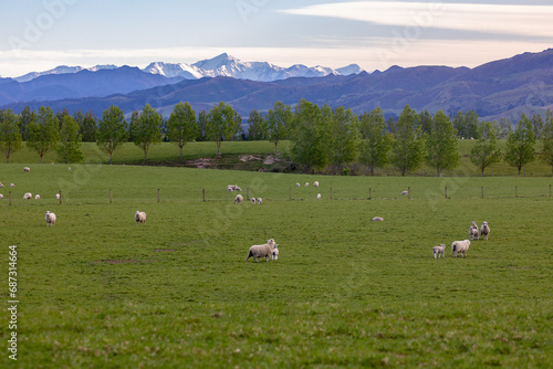 Farm with sheep, Cheviot, Canterbury, New Zealand