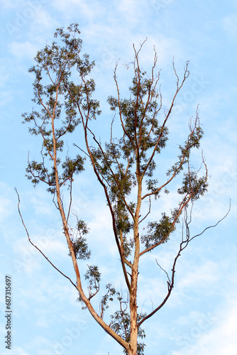 Eucalyptus tree in the blue sky, nature series