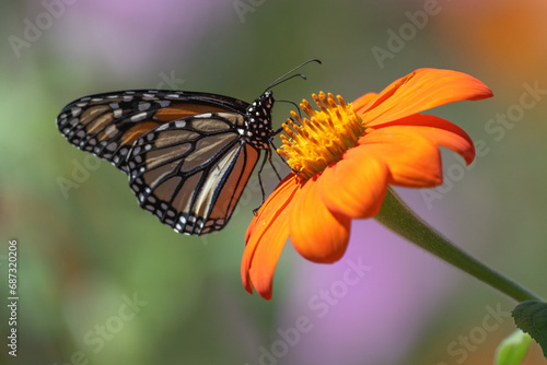 Monarch Butterfly on vivid orange flower