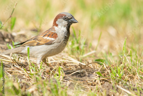 Male sparrow perched on the grass