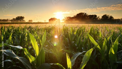 sunrise over a cornfield at dawn in illinois in july dew still on the leaves sun beams causing camera flare serene photo