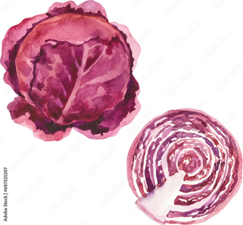 Obraz premium Watercolor painted cabbage. Hand drawn fresh food design element isolated on white background.