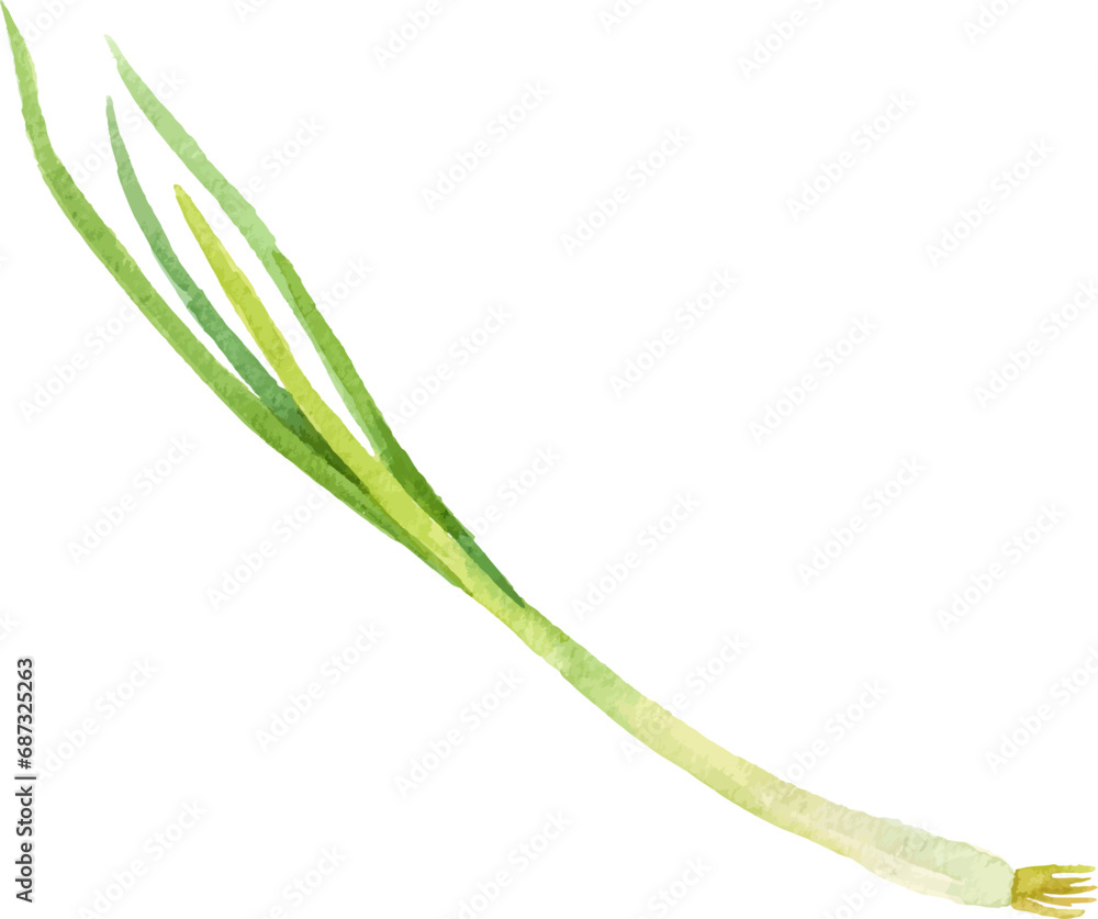 Watercolor painted scallion. Hand drawn fresh food design element isolated on white background. Watercolor painted scallion. Hand drawn fresh food design element isolated on white background.