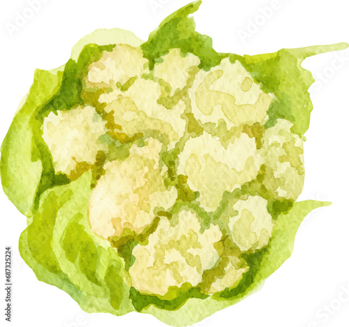 Watercolor painted cauliflower. Hand drawn fresh food design element isolated on white background.