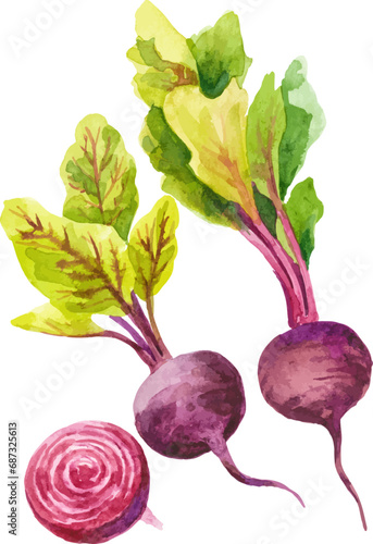 Watercolor painted beet. Hand drawn fresh food design element isolated on white background.