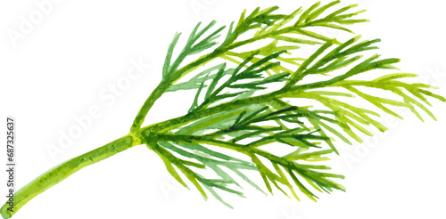 Watercolor painted dill. Hand drawn fresh food design element isolated on white background.