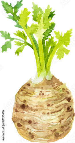 Watercolor painted celery root. Hand drawn fresh food design element isolated on white background.