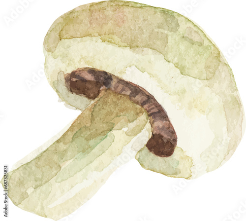 Watercolor painted champignon. Hand drawn fresh food design element isolated on white background.