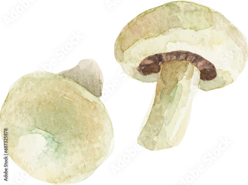 Watercolor painted champignon. Hand drawn fresh food design element isolated on white background.