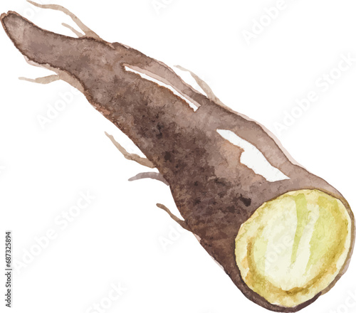 Watercolor painted black salsify root. Hand drawn fresh food design element isolated on white background. photo