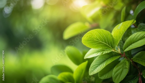 closeup beautiful view of nature green leaves on blurred greenery tree background with sunlight in public garden park it is landscape ecology and copy space for wallpaper and backdrop