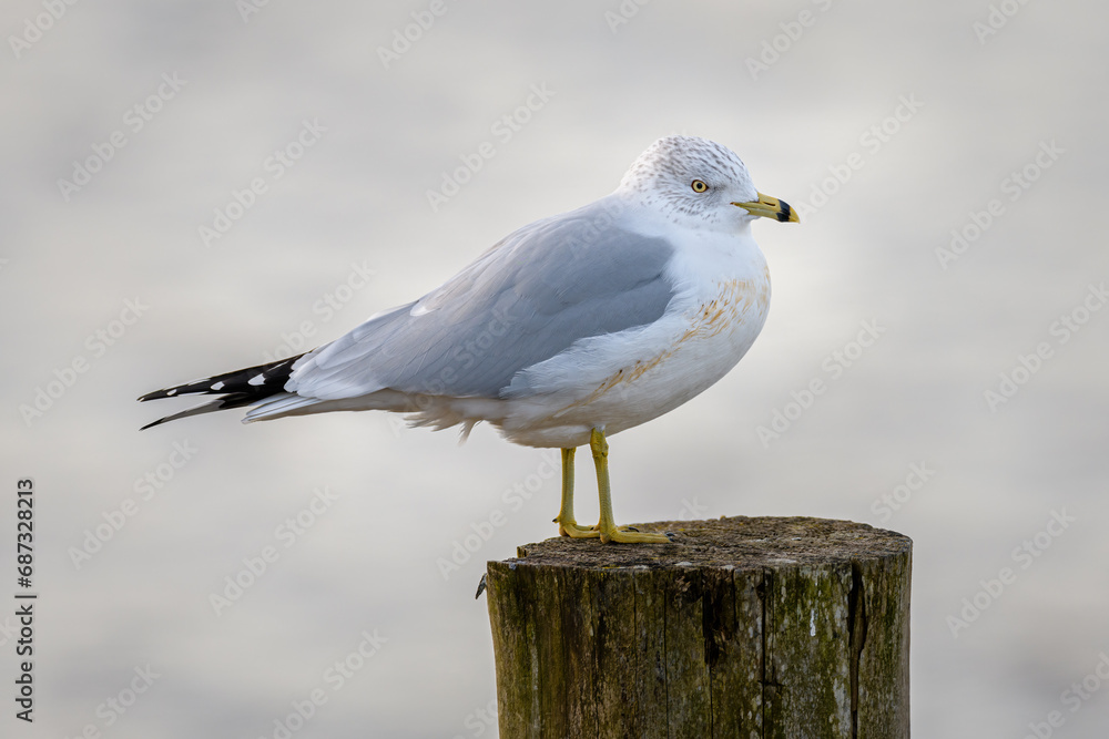 Ring-billed Gull seagull standing on wooden post Ring-billed Gull seagull standing on wooden post