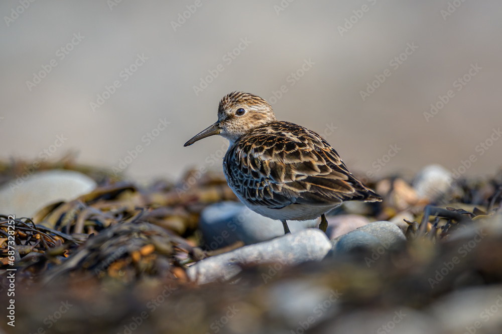 Least Sandpiper standing on seashore with soft background Least Sandpiper standing on seashore with soft background