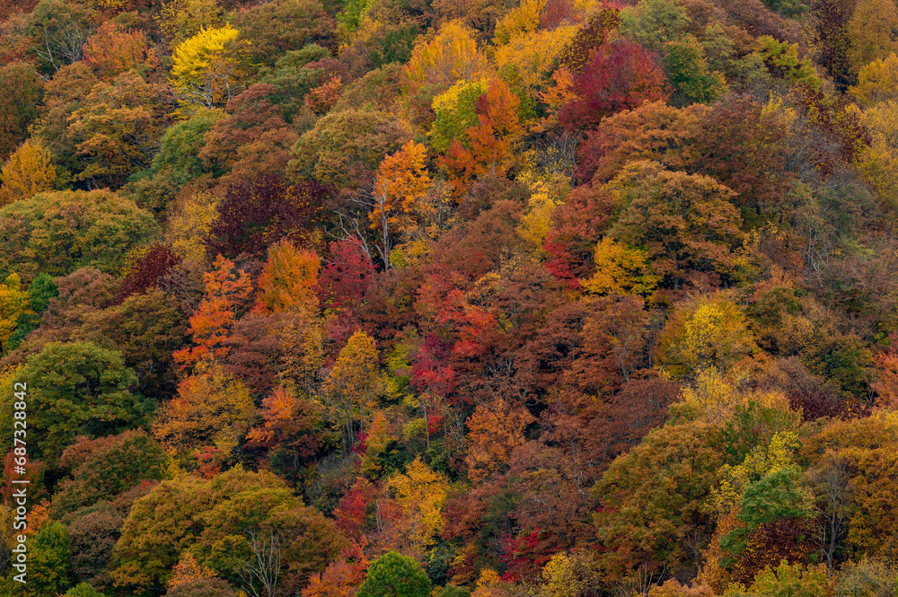 Close Up Blanket Of Fall Colors Along Blue Ridge Parkway in North Carolina