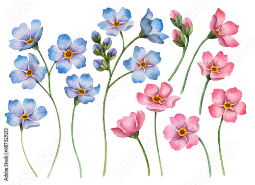 Set of watercolor flowers  hand drawn illustration of blue and pink forget-me-nots  floral elements isolated on a white background.