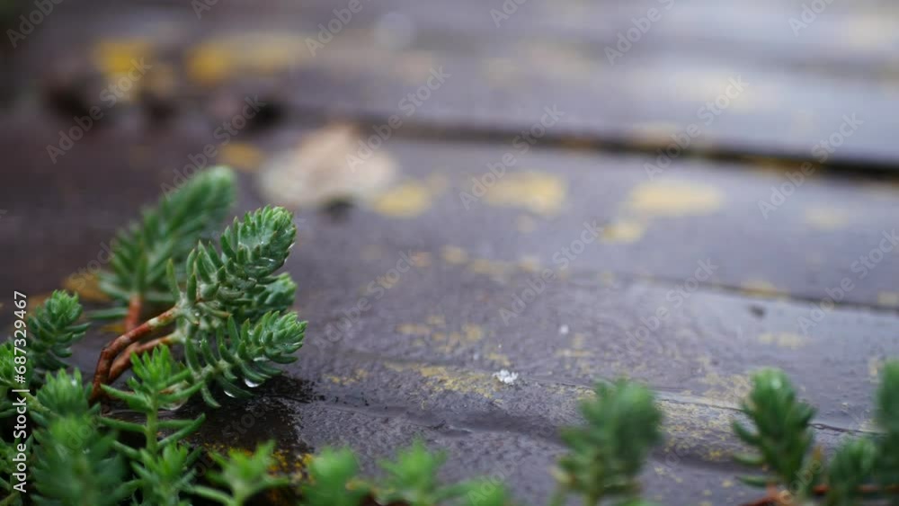 Close-up shot of cleaning during snowfall near a metal plate. The plant is completely green despite the frost and snow. Close-up shot of cleaning during snowfall near a metal plate. The plant is completely green despite the frost and snow.