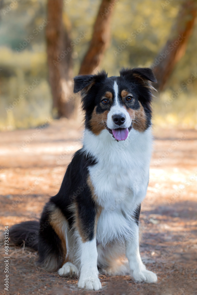Magnifique chien de berger border collie qui pose devant un appareil photo dans les bois 
