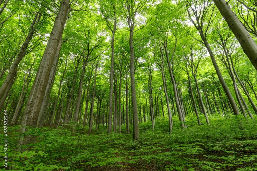 Jasmund National Park, Ruegen Island Jasmund National Park, Ruegen Island