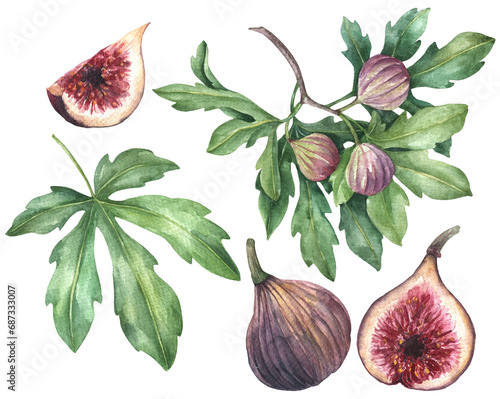Cuadro en lienzo Watercolor fig fruit with leaves isolated on a white background